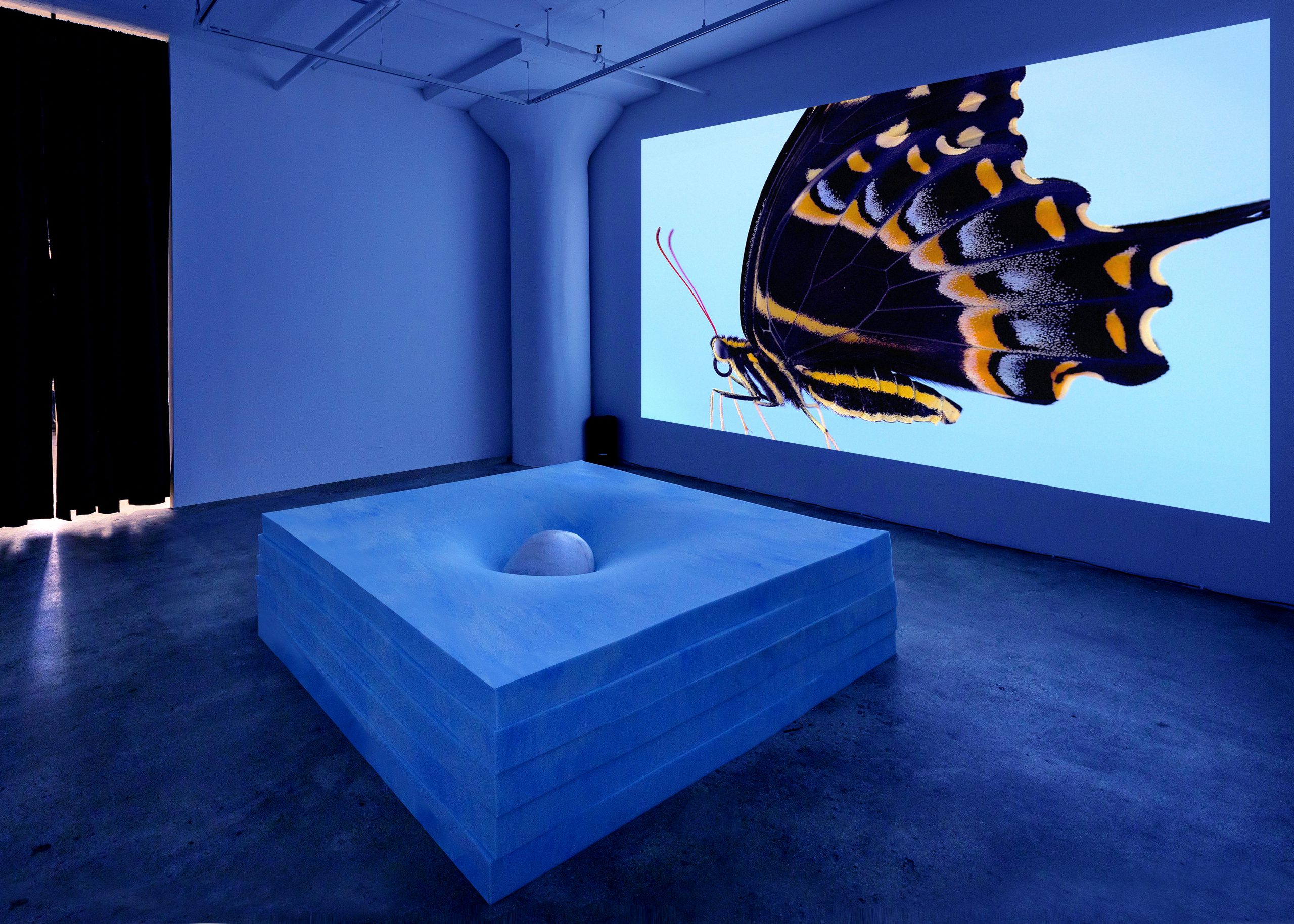 An installation view of a large projected image of a butterfly on the wall, in front of an abstract work.