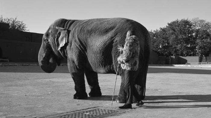 Photo of a blind man wearing a fur coat and holding a cane touching an elephant. Photo is from the film exhibit 
