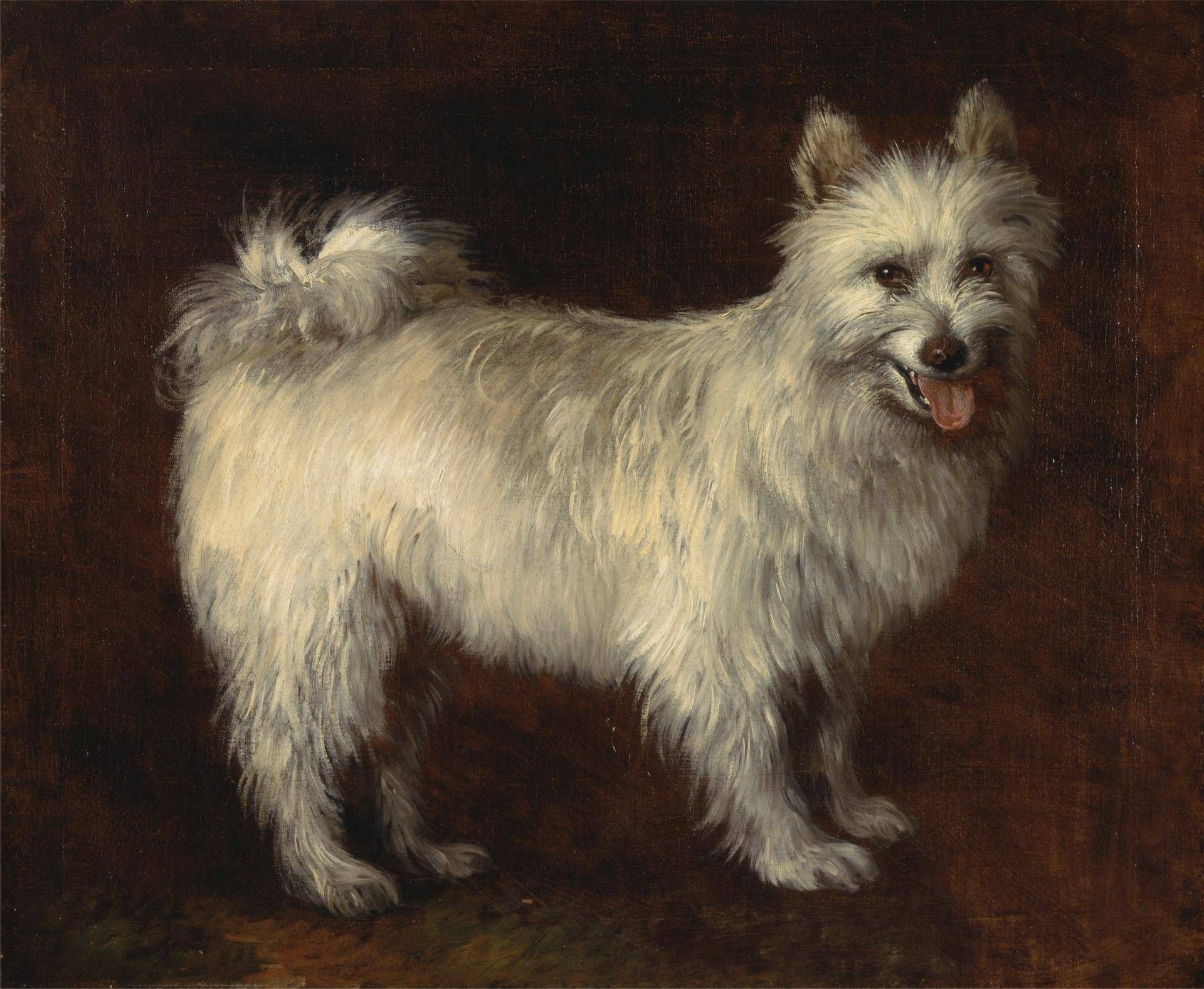 white spitz dog on brown background