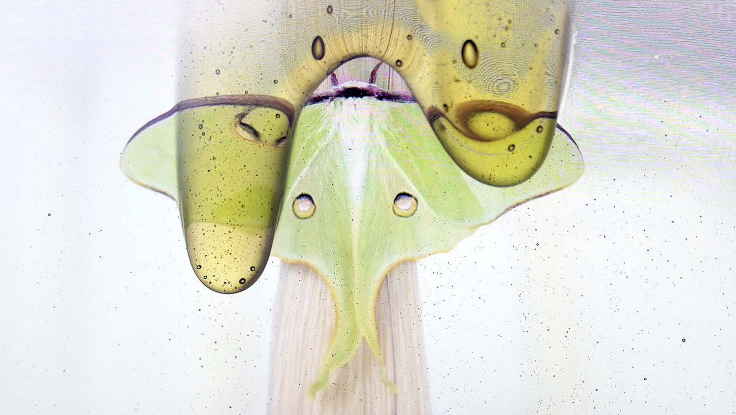 A lunar moth on a lock of blonde hair. Honey drips over the image