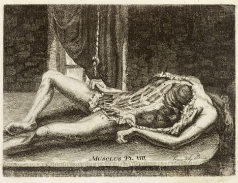 Engraving and etching by artist John Bell, titled "Reclining Male Cadaver", depicting a male cadaver laying on a table, his muscles are exposed and labeled