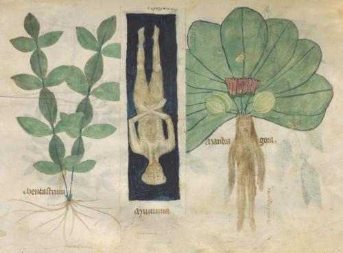 Illustration of mint, mummy and a mandrake